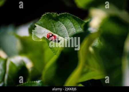 A macro view of two tiny ladybugs on the green leaf Stock Photo