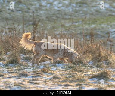 A shallow focus shot of a goldendoodle dog sniffing on grass in the garden on a sunny day with blurred background Stock Photo