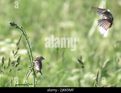 A shallow focus shot of an Eurasian sparrow perched on a green plant while another one is flying near to it in bright sunlight with blurred background Stock Photo