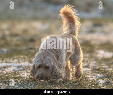 A shallow focus shot of a goldendoodle dog sniffing on grass in the garden on a sunny day with blurred background Stock Photo
