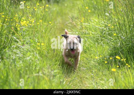 A shallow focus shot of a Border Terrier dog walking in green field among yellow flowers on a sunny day with blurred background Stock Photo