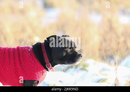 A shallow focus shot of a Staffordshire Bull Terrier dog wearing red sweater and collar standing outdoors in bright sunlight with blurred background Stock Photo