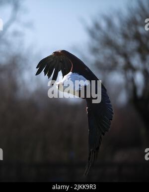 A shallow focus shot of an African fish eagle flying in bright sunlight with blurred background Stock Photo