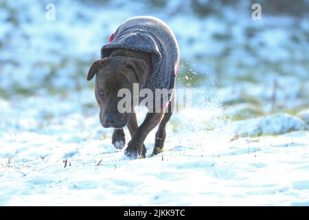 A shallow focus shot of a Staffordshire Bull Terrier dog wearing blue sweater walking on snow in bright sunlight with blurred background Stock Photo