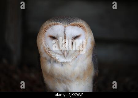A close-up shot of a barn owl standing in its nest during daytime with blurred background Stock Photo