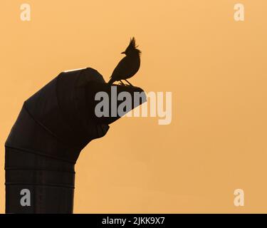 A Silhouette of a Brahminy starling early in the morning Stock Photo