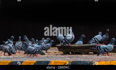 Pigeons at roadside taking food and resting Stock Photo