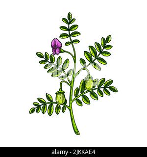 Hand drawn chickpeas branch with leaves, pods and flower. Colorful botany vector illustration in sketch style Stock Vector