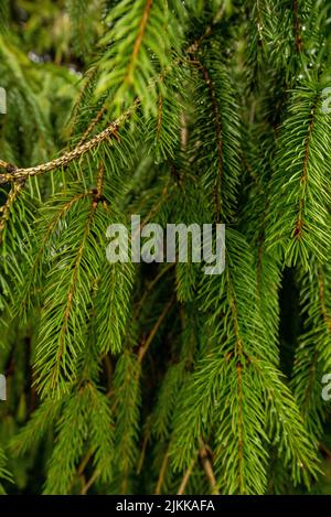 A vertical shot of green spruce tree branches Stock Photo