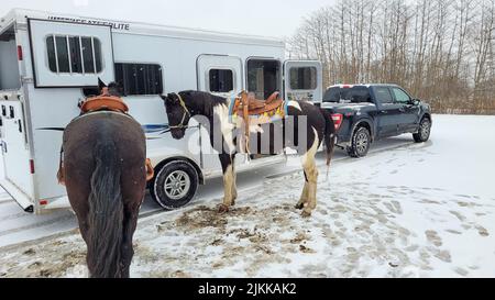 Two horses tied to a trailer tacked up ready to go on a trail ride at the Oakwoods Metro Park, MI Stock Photo