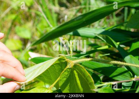 Praying mantis on a leaf in outdoor park with hand Stock Photo