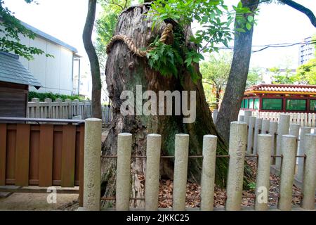 Massive ancient tree stump that is sacred in Japan Stock Photo