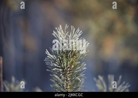 A closeup shot of a pine branch with needles in the forest Stock Photo
