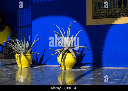 Two agave cactuses in yellow pots in front of a blue wall Stock Photo