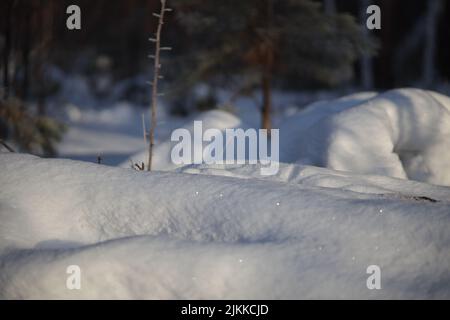 A closeup shot of a thick layer of snow on the ground in the forest Stock Photo