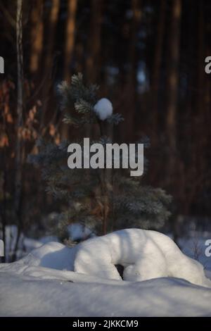 The pine tree covered with snow growing in the forest Stock Photo