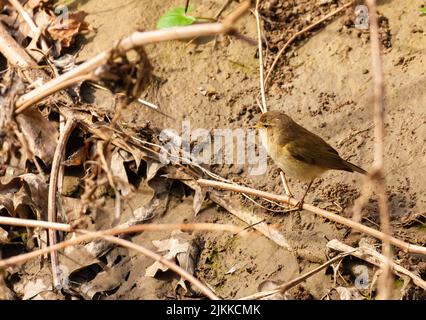 A close-up shot of a Common chiffchaff perched on a twig on a blurred background Stock Photo