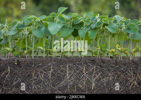 Fresh green soybean plants with roots Stock Photo - Alamy