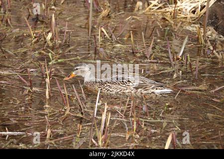 A female Mallard duck swimming in shallow swampy water with brown grass in it Stock Photo