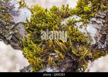 A closeup shot of the tree covered with frozen moss Stock Photo