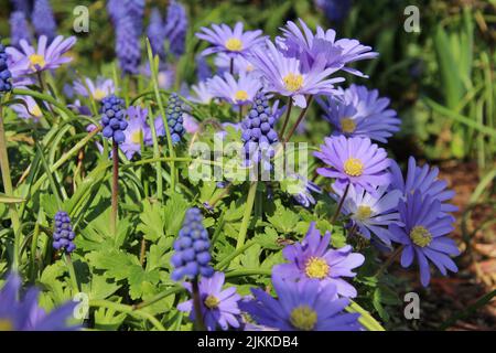 A selective focus shot of Balkan anemones and grape hyacinths Stock Photo