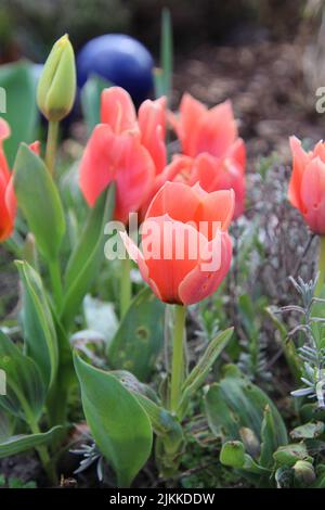 A vertical shot of blooming red tulips in a field Stock Photo