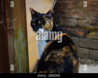 A closeup portrait of a black and ginger cat looking back, sitting against a brick wall Stock Photo
