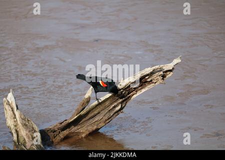 A closeup of a Red-Winged Blackbird standing on a wood Stock Photo