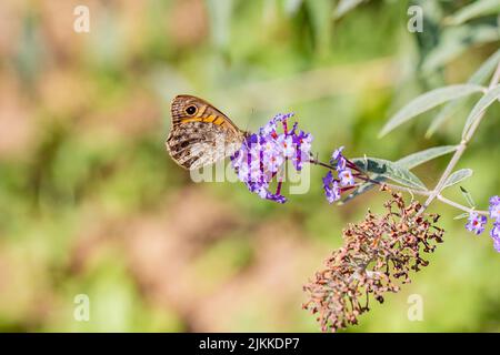 A beautiful butterfly is sitting on a bright meadow on delicate lilac flowers Stock Photo