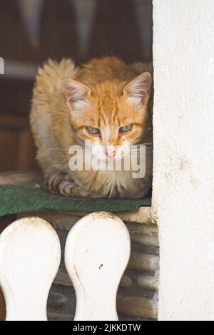 A vertical shot of a red cat lying on a rug near a white fence Stock Photo