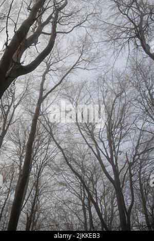 A vertical view of trees during autumn in the forest on a foggy day Stock Photo