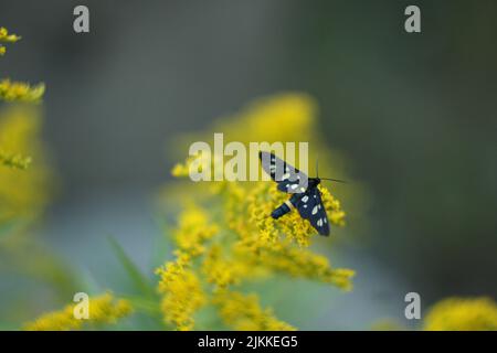A selective focus shot of a Nine-spotted moth on a flowered Wrinkleleaf goldenrod (Solidago rugosa) branch Stock Photo