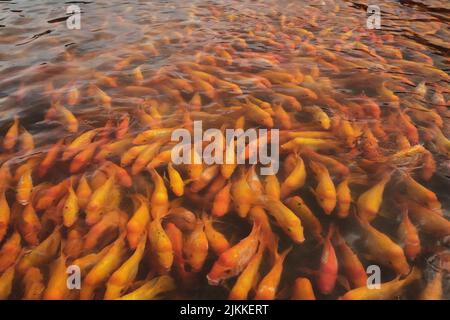 A closeup shot of orange koi fish in a pond Stock Photo