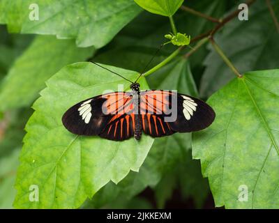 A closeup shot of a beautiful postman butterfly on a green leaf in spring Stock Photo