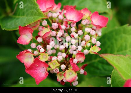 A closeup of Hydrangea macrophylla surrounded by green leaves. Selected focus. Stock Photo