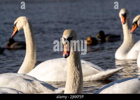 A closeup shot of mute swans swimming in the calm water in bright sunlight with ducks swimming in the blurred background Stock Photo