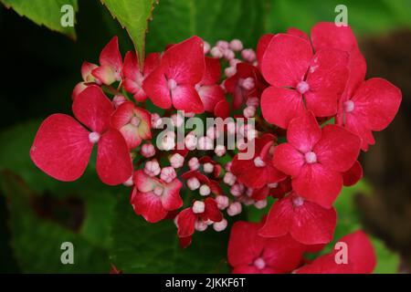 A closeup of Hydrangea macrophylla surrounded by green leaves. Selected focus. Stock Photo