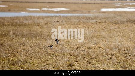A beautiful shot of two birds flying over a yellow grassland in bright sunlight with blurred background Stock Photo