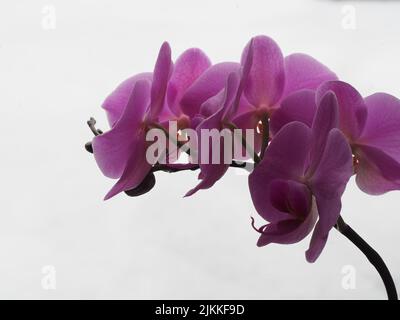 A closeup shot of a beautiful purple orchid isolated on a white background Stock Photo