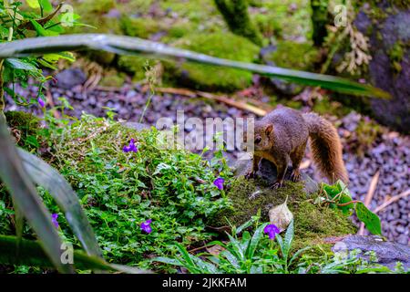 A beautiful shot of a red-tailed squirrel standing on a rock among green grass in the forest with purple flowers in the blurred background Stock Photo