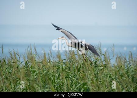 A beautiful shot of a gray heron taking off from a green grassland during daytime against cloudy sky Stock Photo