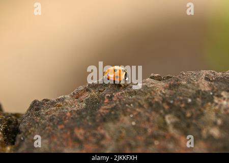 A closeup shot of a tiny ladybug on rock with blurry background Stock Photo