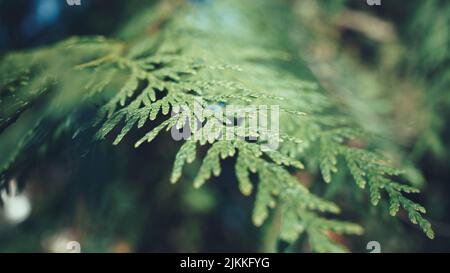 A macro shot of a fir tree leave on a blurry background Stock Photo
