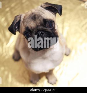 A closeup shot of a pug with head slightly tilted Stock Photo