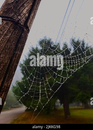 A closeup shot of raindrops on a spider web and a utility pole Stock Photo
