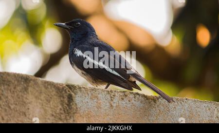 A closeup shot of an oriental magpie-robin Stock Photo