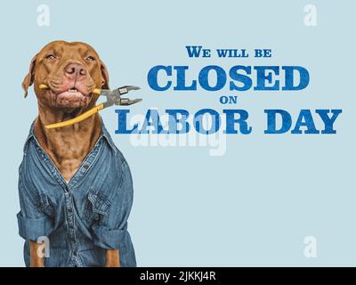 Signboard with the inscription We will be closed on Labor Day. Lovable, pretty puppy and hand tools. Closeup, indoors. Studio photo. Congratulations f Stock Photo