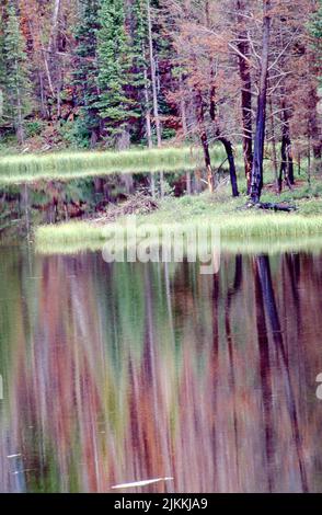 Sunny reflective lake in a green forest Stock Photo - Alamy