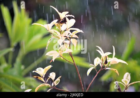 A photo of rain falling on ludwigia flowers and blurred plants in the background Stock Photo