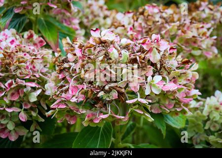 A closeup of pink and white hydrangea flowers in a garden